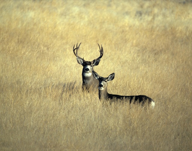Binsar Wildlife Sanctuary in Almora
