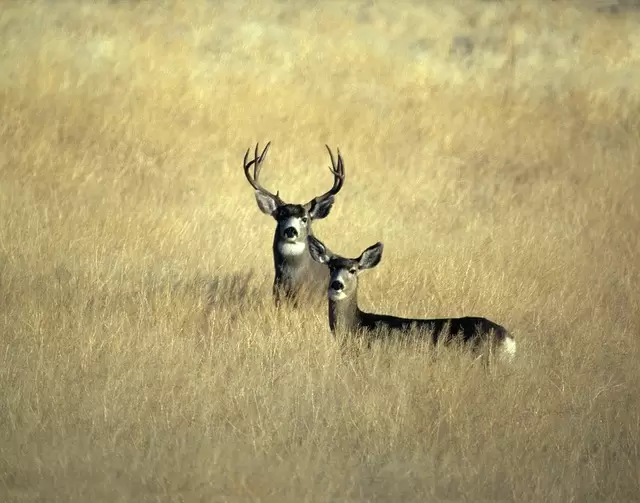 Binsar Wildlife Sanctuary