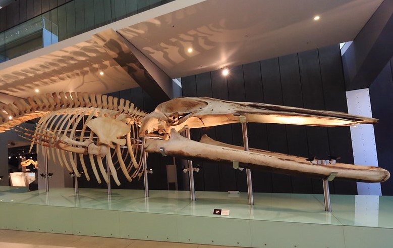 Melbourne Museum