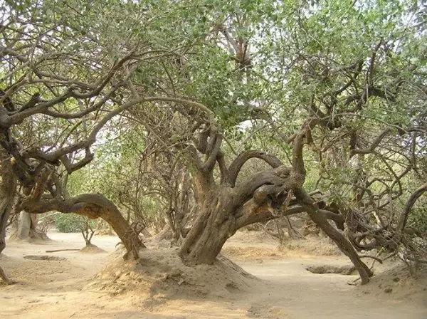 SEVA KUNJ & NIDHIVAN