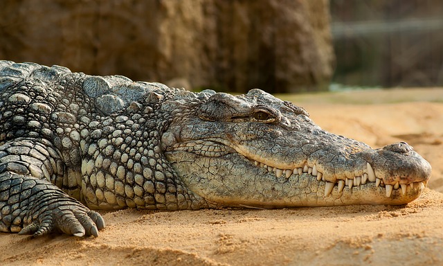 Crocodile farm in Kozhikode