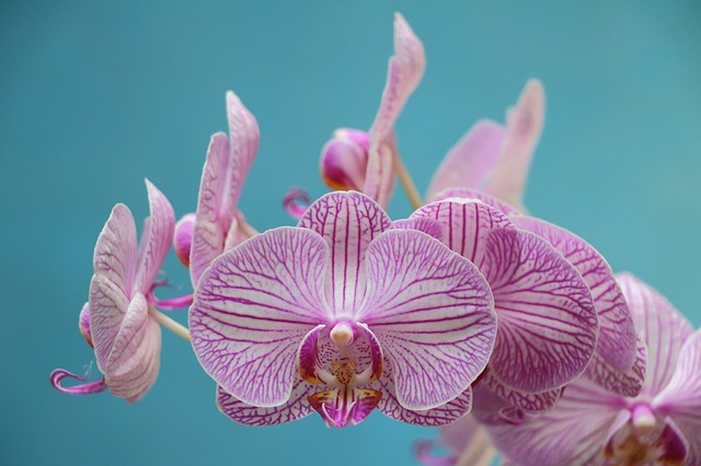 Khonghampat Orchidarium