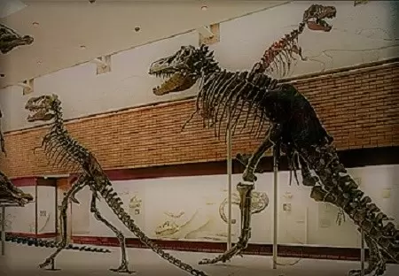Paleontologic Museum