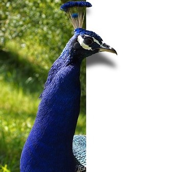 Gorumara National Park in Jalpaiguri