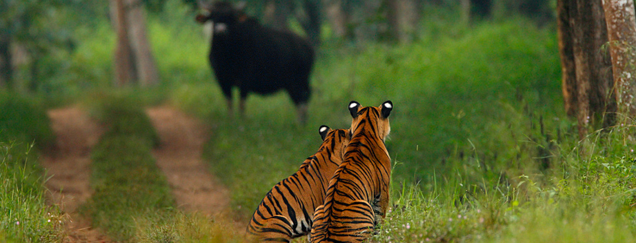 BARNAWAPARA WILDLIFE SANCTUARY