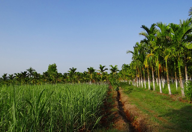 CHIKMAGALUR