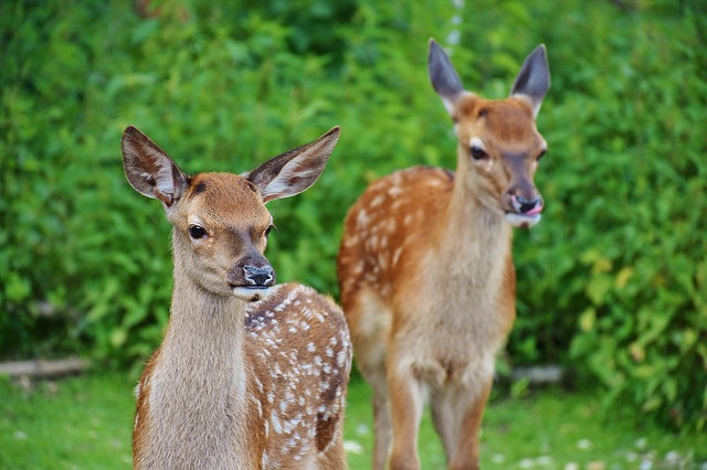 Malsi Deer Park