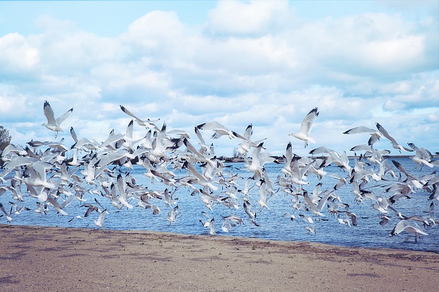 Kadalundi Bird Sanctuary