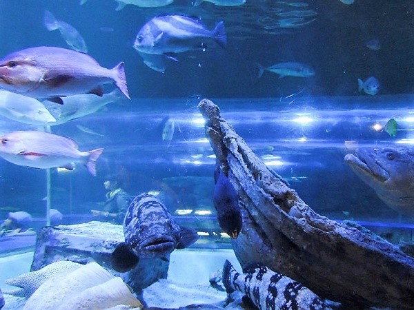 Shinagawa Aquarium in Tokyo