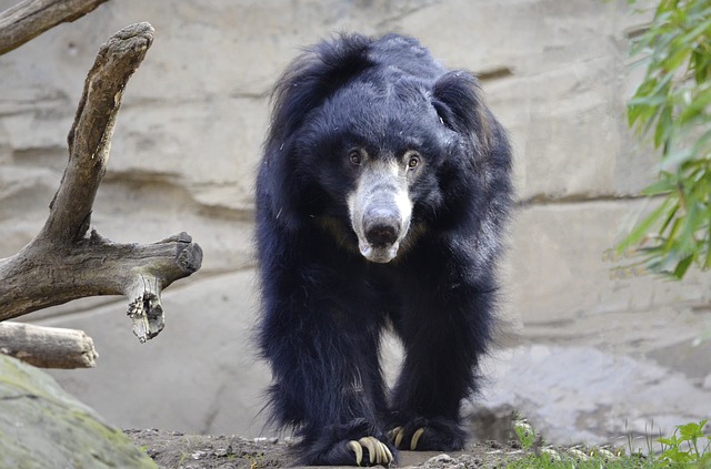Ratanmahal Sloth Bear Sanctuary in Narmada Rajpipla