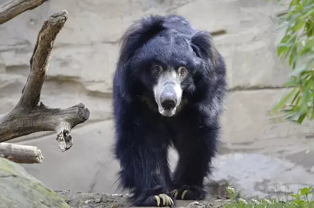Ratanmahal Sloth Bear Sanctuary