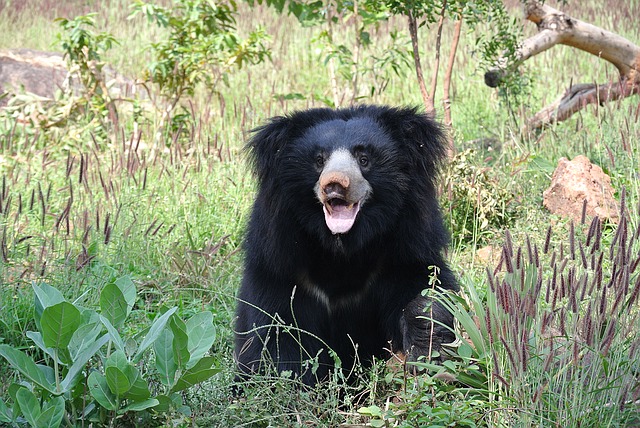 Daroji Sloth Bear Sanctuary