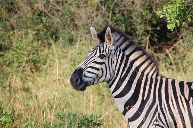 Manipur Zoological Gardens