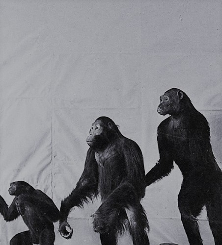 State Darwin Museum in Moscow