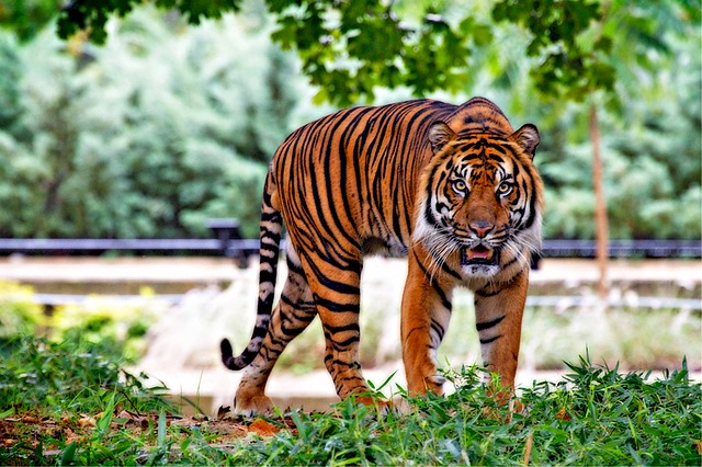 Wildlife Sydney Zoo