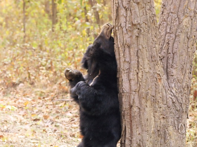 Nanda Devi National Park