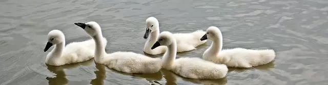 Kumarakom Bird Sanctuary