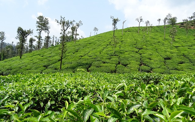 Happy Valley Tea Estate