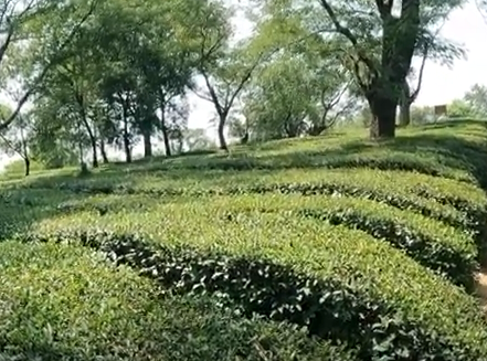 Tea Gardens of Dharamshala
