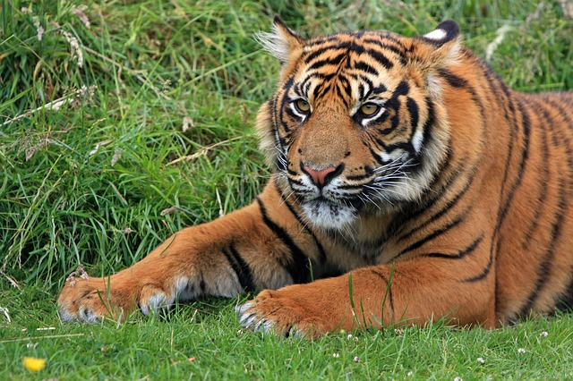 Tyavarekoppa Lion and Tiger Safari in Shimoga