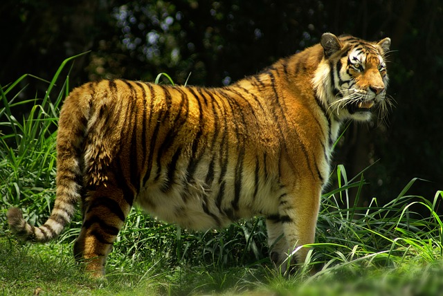 Bhadra Wildlife Sanctuary	