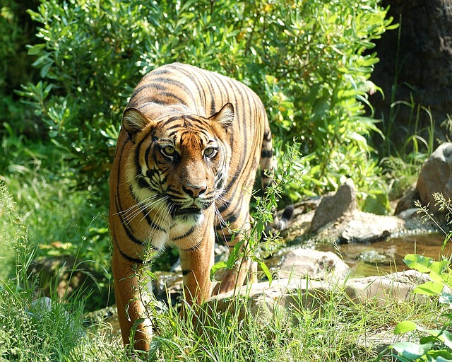 Rowa Wildlife Sanctuary