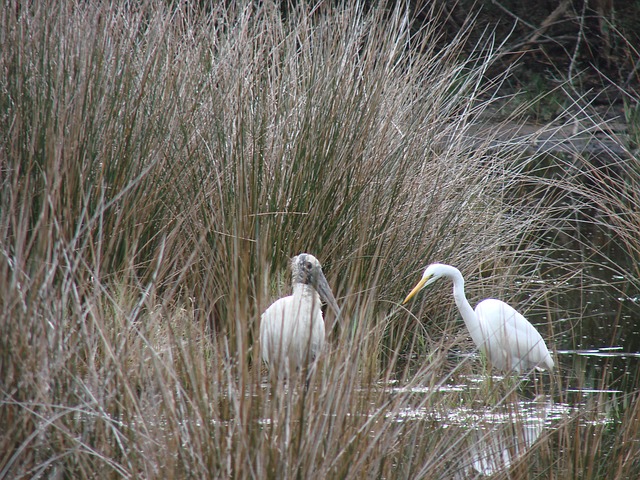 Samaspur Bird Sanctuary in Rae Bareli