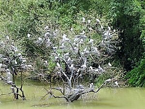 Mandagadde Bird Sanctuary in Shimoga