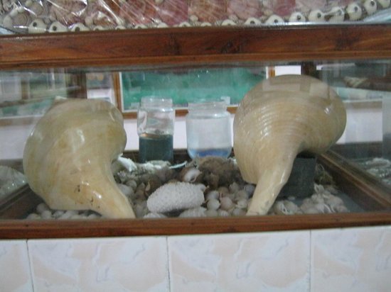 Shell Museum