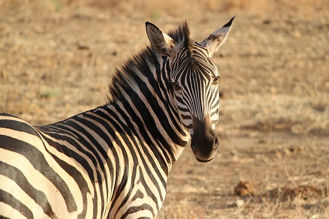 Trivandrum Zoo