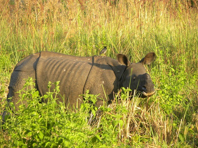 Kaziranga