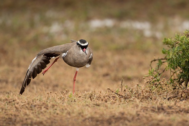 Golden Triangle and wildlife packages