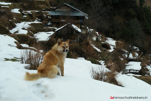 Manali Shimla Honeymoon Package from Delhi