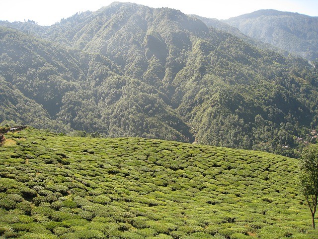 Kolkata, Sikkim, Darjeeling Tour