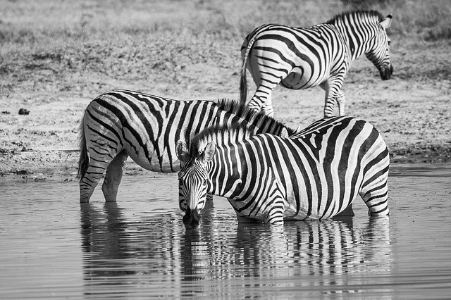 Waterfalls and Wildlife Safari